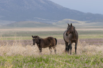 Wild Horse Mare and Foal in the Utah Desert