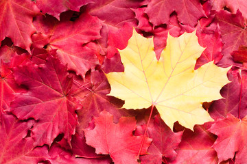 Yellow maple leaf on a background of red leaves. One is different from all