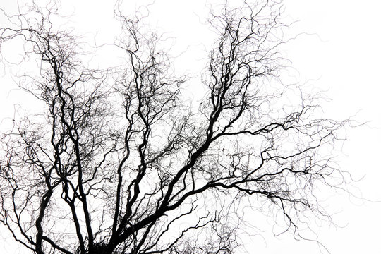 Tree with bare branches