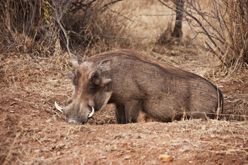 Warthog in the bush