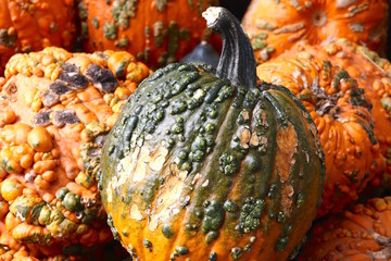 Pumpkins With Warts, Orange and Green Bumps