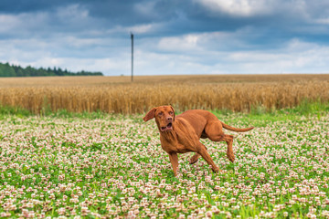 A hunting dog is chasing prey. Photographed close-up in motion.