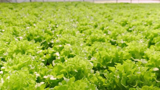 4k slow handheld green house vegetable growing in a hydroponic farm freshness and greenery healthy food