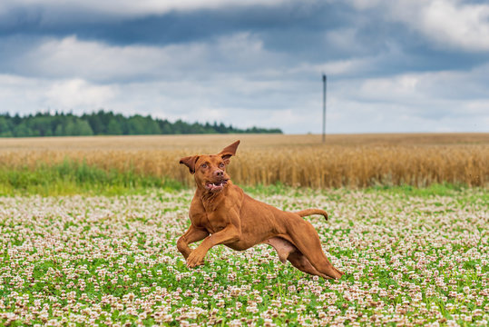 A Hunting Dog Is Chasing Prey. Photographed Close-up In Motion.