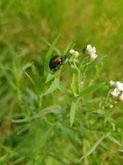ladybug on flower