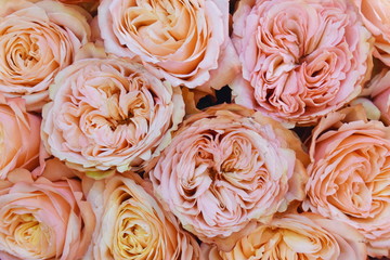 Floral tender pink background for the designer.