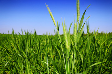 green wheat field close up