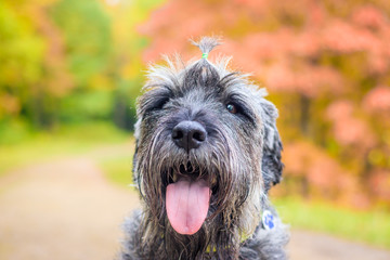 Naklejka na ściany i meble Miniature schnauzer dog for a walk in the autumn park. Dog with a haircut for a walk. . Dog on a walk.