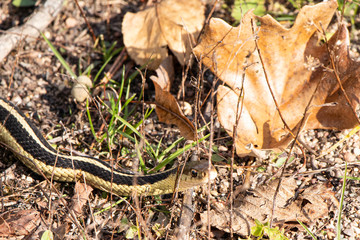Naklejka premium Garter snake in leaves