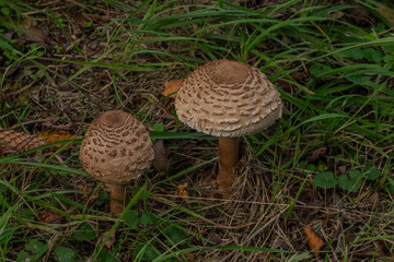 Nice fresh parasol mushroom in green grass in autumn day