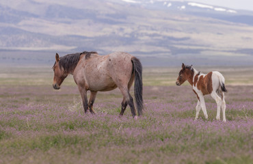 Wild Horse Mare and Foal in the Utah Desert