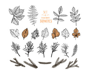 Collection of plants. Hand drawn leaves and branches.