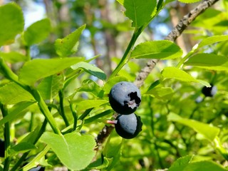 Blueberry in the green forest