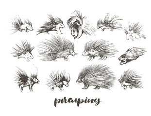 Set of hand drawn porcupines