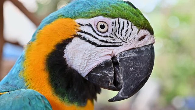 Close up Blue and gold macaw parrot eye.