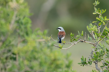 Red-backed shrike perched on a small bush