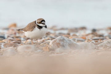 Shorebirds, bird, animal, Little ringed plover