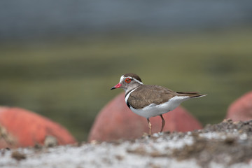 Three banded plover on with soft background