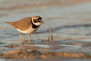 Shorebirds, bird, animal, Little ringed plover