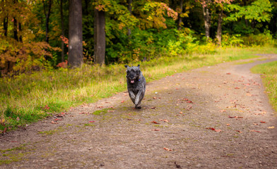 Obraz na płótnie Canvas Miniature schnauzer dog for a walk in the autumn park. Dog with a haircut for a walk. . Dog on a walk.