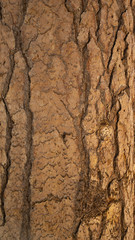 brown tree texture with cracks 