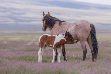 Wild Horse Mare and Foal in the Utah Desert