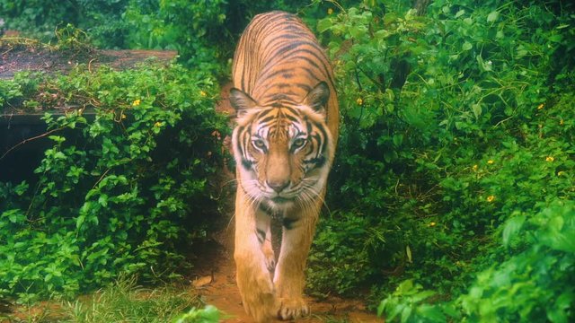 slow-motion of bengal tiger walking in the forest 