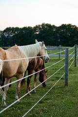 horses by fence