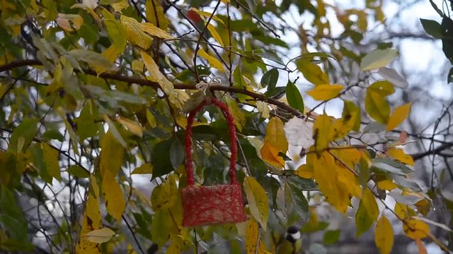 Birds Tits, autumn eat in the feeder seeds. Bad weather, rain and wind.