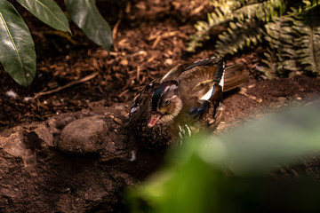 beautiful bird in the Central Park zoo in New York city, New York city wildlife image from the Central Park zoo