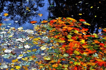 autumn leaves in water