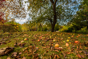 Jesień - Jabłka opadły na ziemie - obrazy, fototapety, plakaty