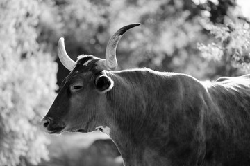 Texas Longhorn cow portrait in black and white.
