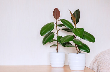 Two houseplants in white ceramic flower pots. Ficus elastic on a light background.