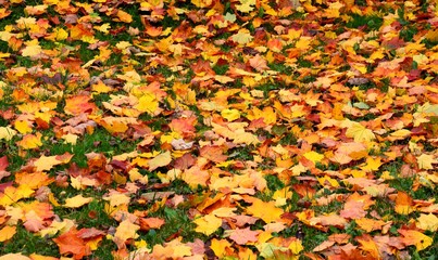 yellowed leaves on green grass