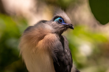 beautiful bird in the Central Park zoo in New York city, New York city wildlife image from the Central Park zoo