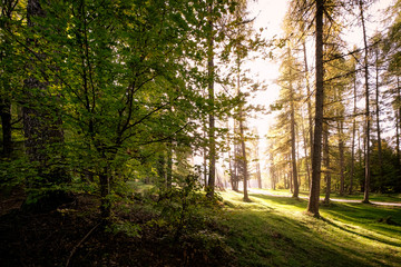 Sunlight shining through the trees
