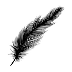 Obraz premium Feather isolated. Vector illustration. EPS 10.