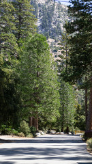 road in the forest green trees