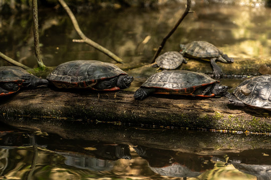 turtles in the amazing Central Park zoo in New York city, New York city zoo image