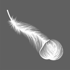 Feather isolated. Vector illustration. EPS 10.