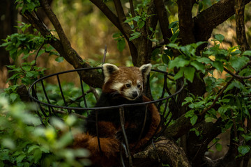 red panda in the Central Park zoo in New York city, wildlife of New York city zoo