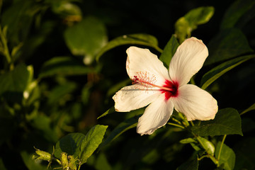 White flowers, nature background, green plant 
