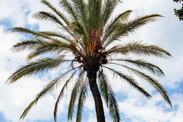Fototapeta na wymiar tall palms in the blue sky, nature background