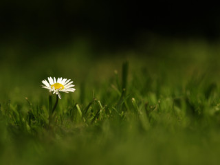 White flower common daisy herbaceous perennial of medical plant in grass on meadow near forest with green leaves and stem at sunset. Blooming spring flower Bellis perennis on garden © lacodk