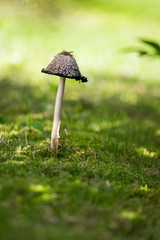 Coprinus comatus