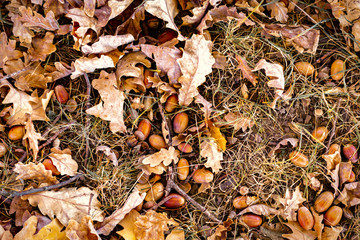 Autumn background of yellow and colored leaves, cones and nuts. place for text.