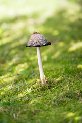 Coprinus comatus