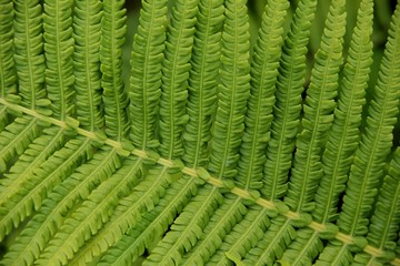 green fern leaf, macro photography, close - up image of the plant