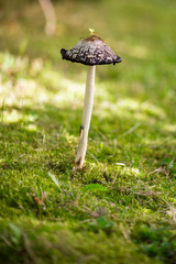 Coprinus comatus